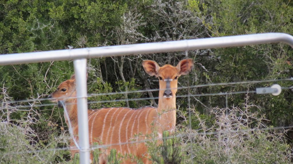 Kudu Ridge Game Lodge Адо Екстериор снимка