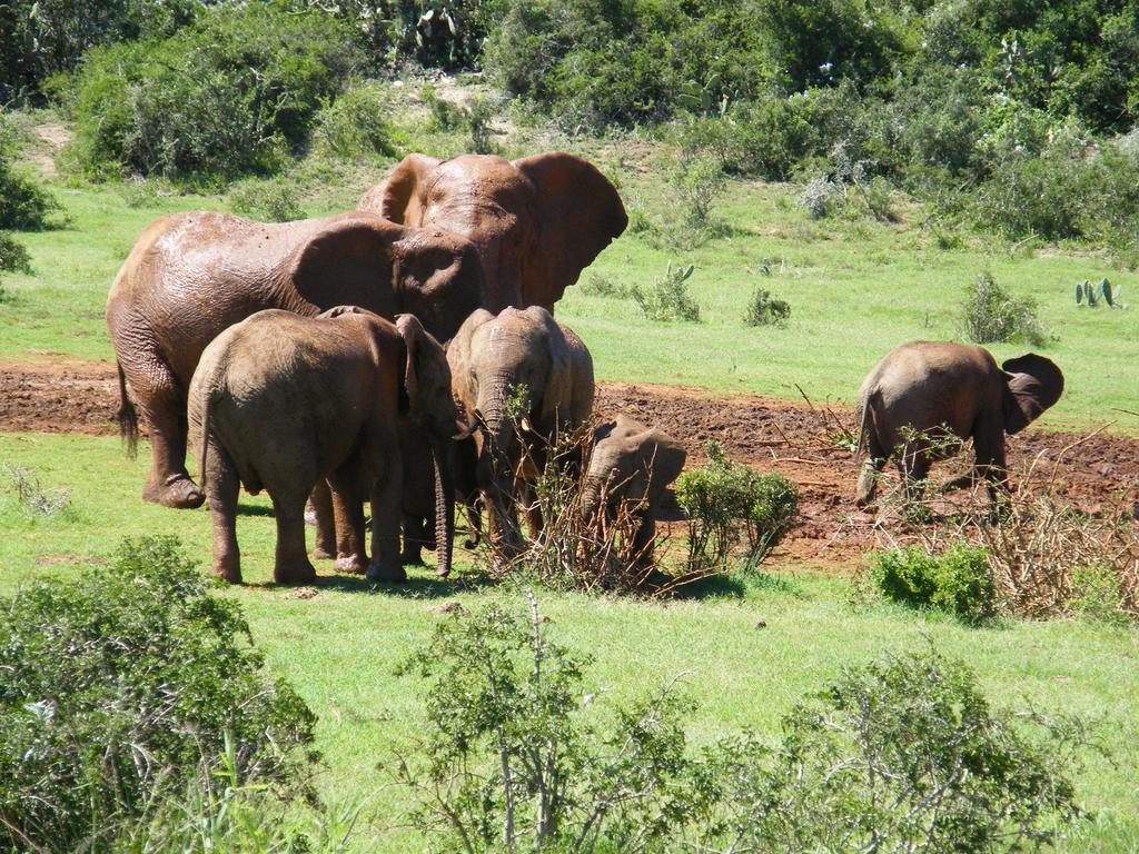 Kudu Ridge Game Lodge Адо Екстериор снимка