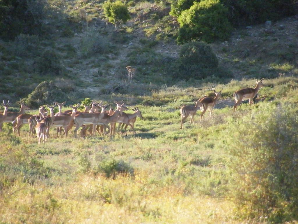 Kudu Ridge Game Lodge Адо Екстериор снимка