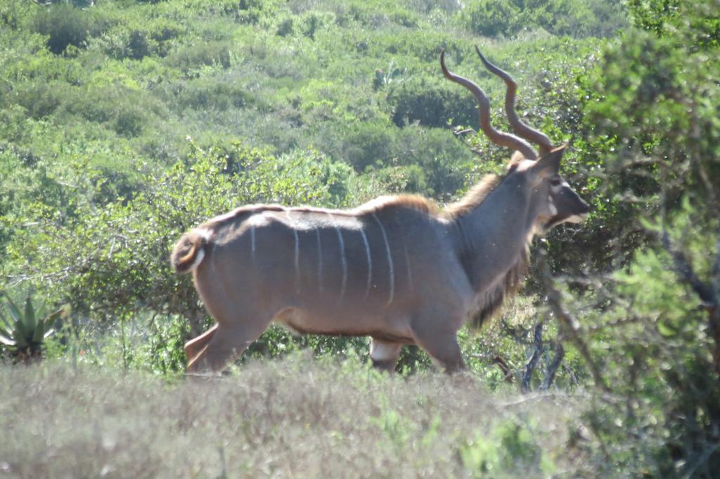 Kudu Ridge Game Lodge Адо Екстериор снимка