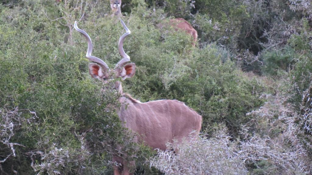 Kudu Ridge Game Lodge Адо Екстериор снимка