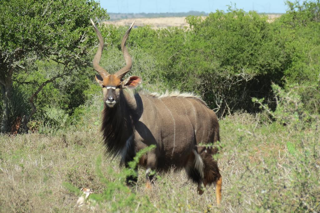 Kudu Ridge Game Lodge Адо Екстериор снимка