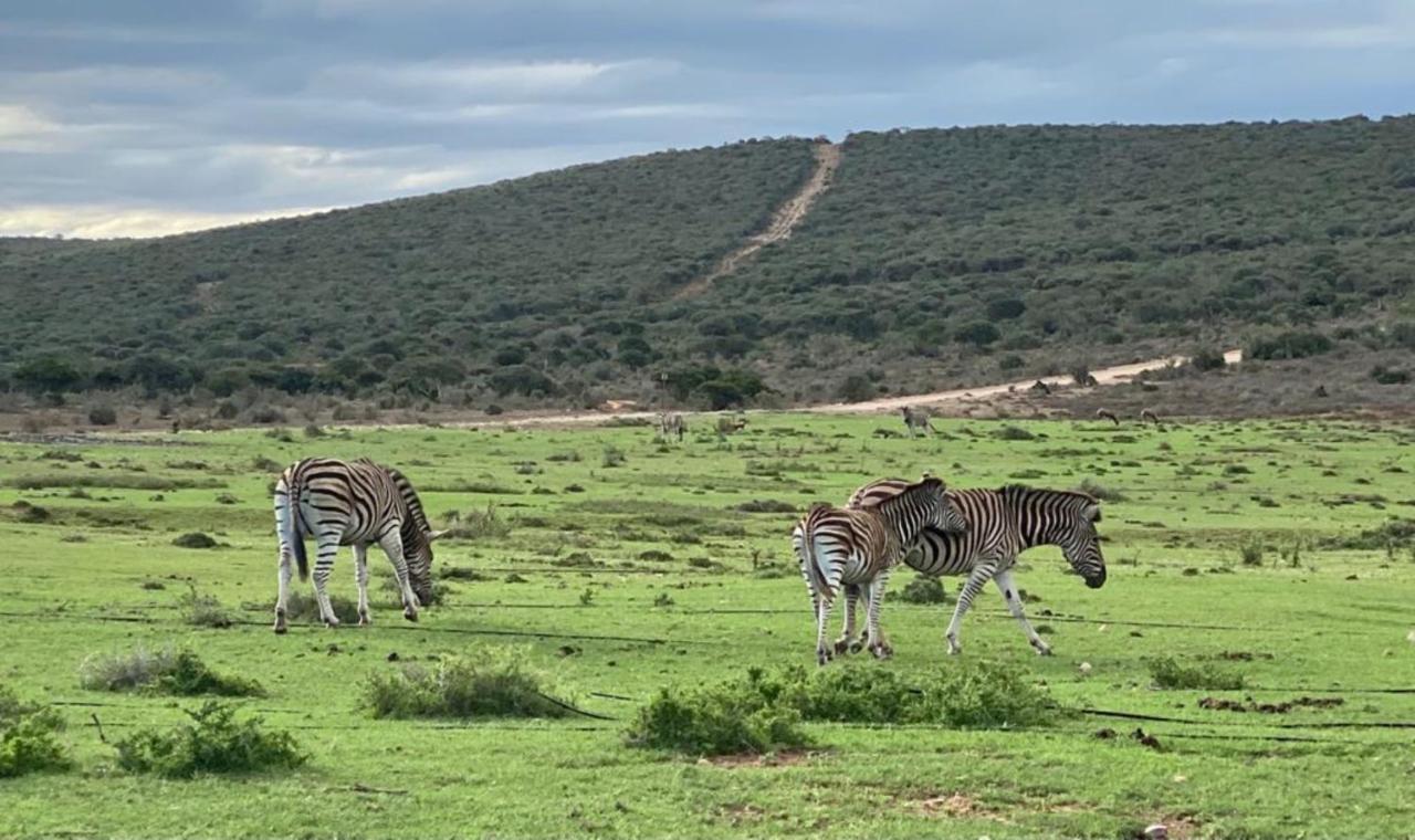 Kudu Ridge Game Lodge Адо Екстериор снимка