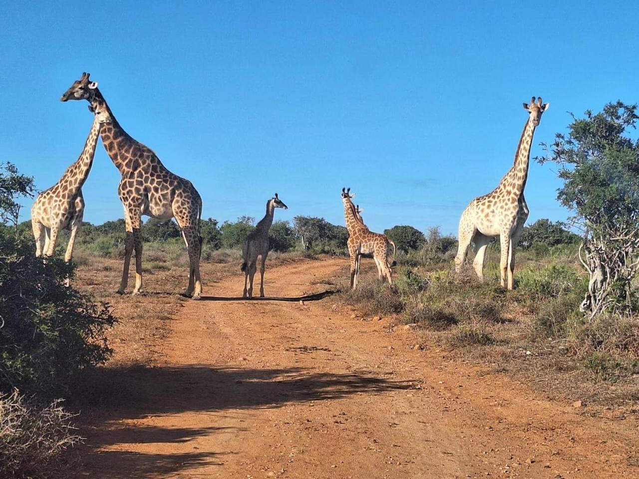 Kudu Ridge Game Lodge Адо Екстериор снимка