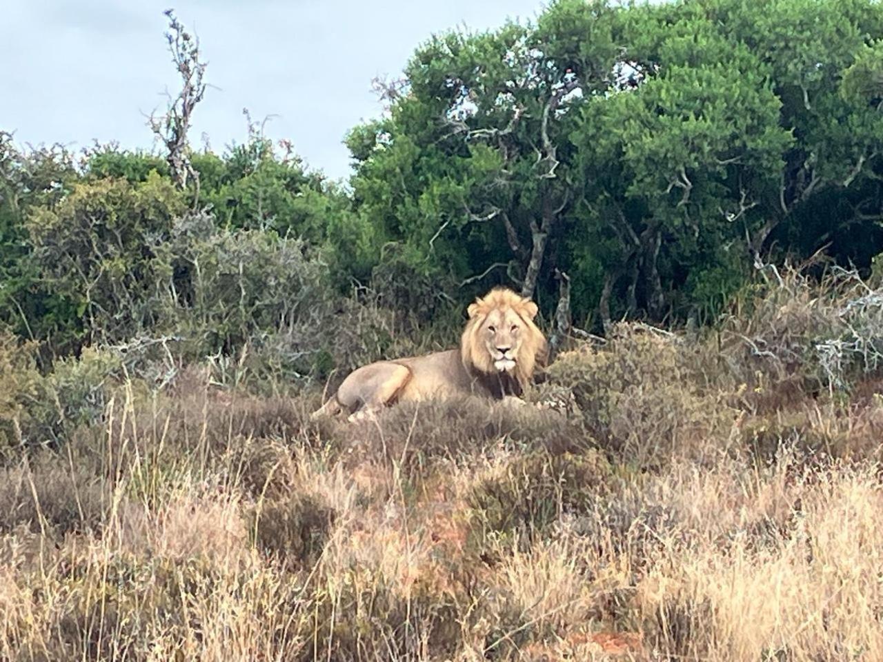 Kudu Ridge Game Lodge Адо Екстериор снимка