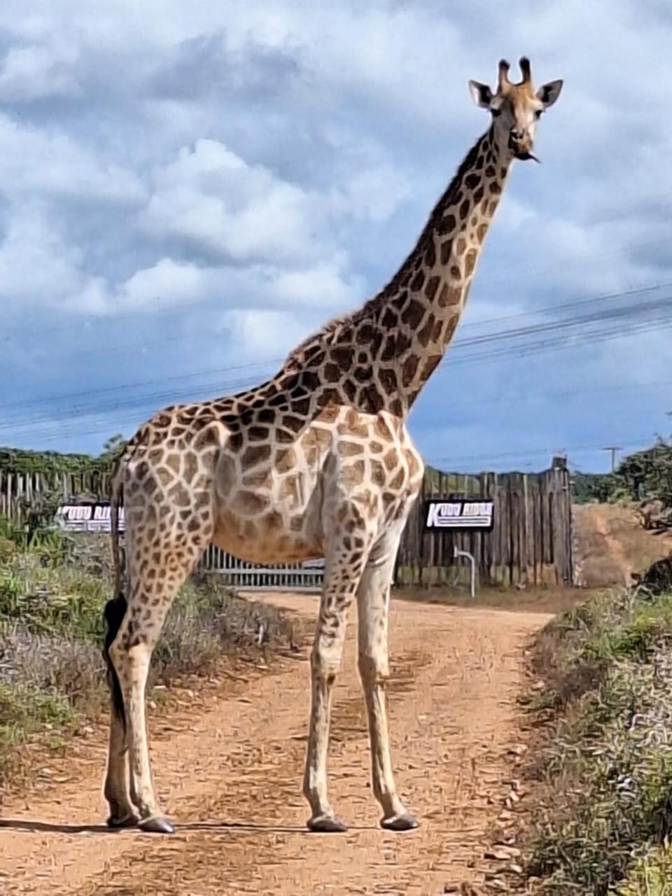Kudu Ridge Game Lodge Адо Екстериор снимка