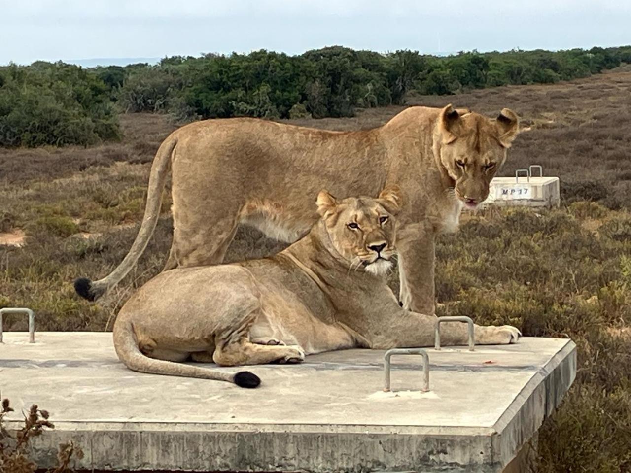 Kudu Ridge Game Lodge Адо Екстериор снимка