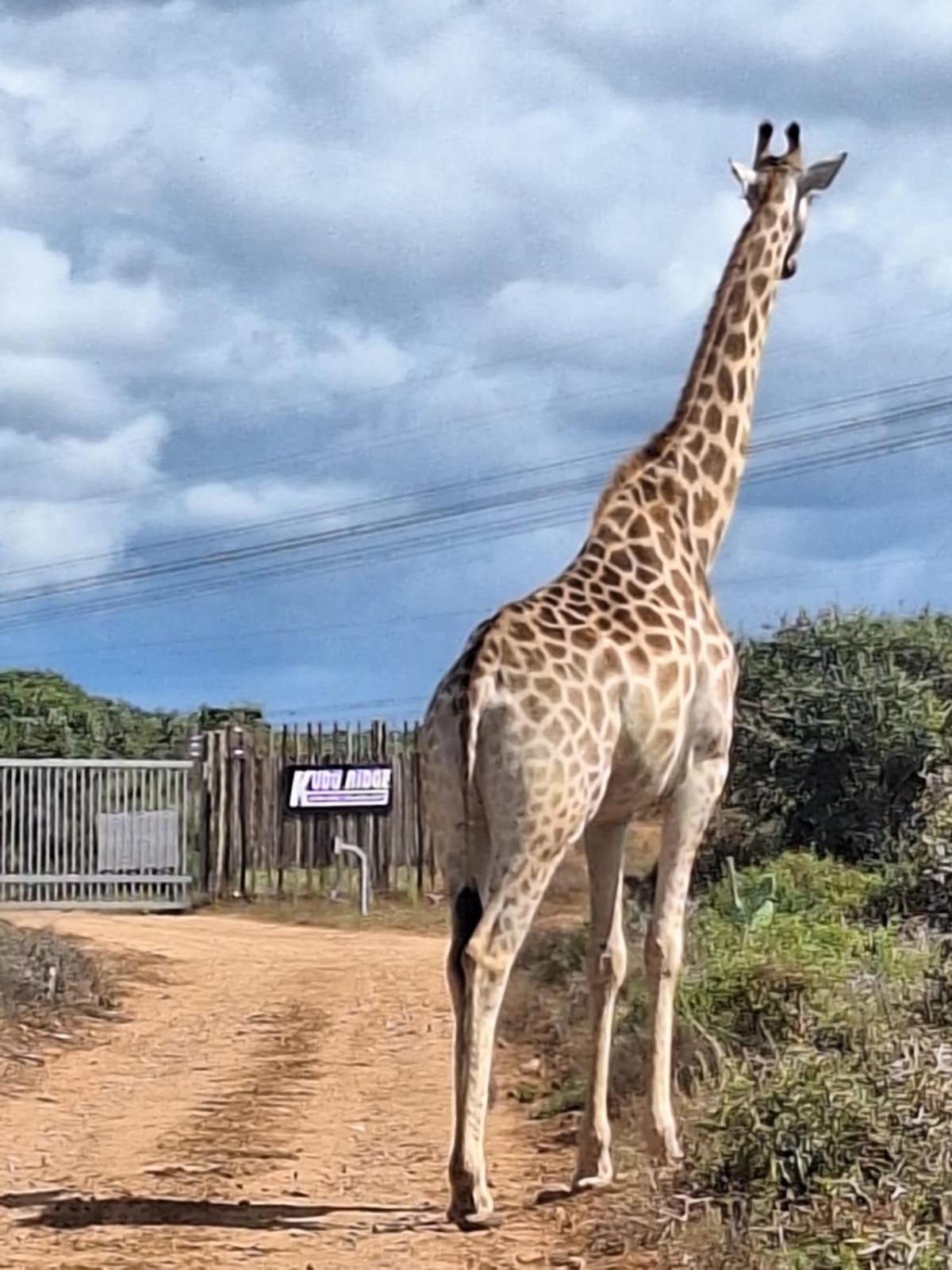 Kudu Ridge Game Lodge Адо Екстериор снимка