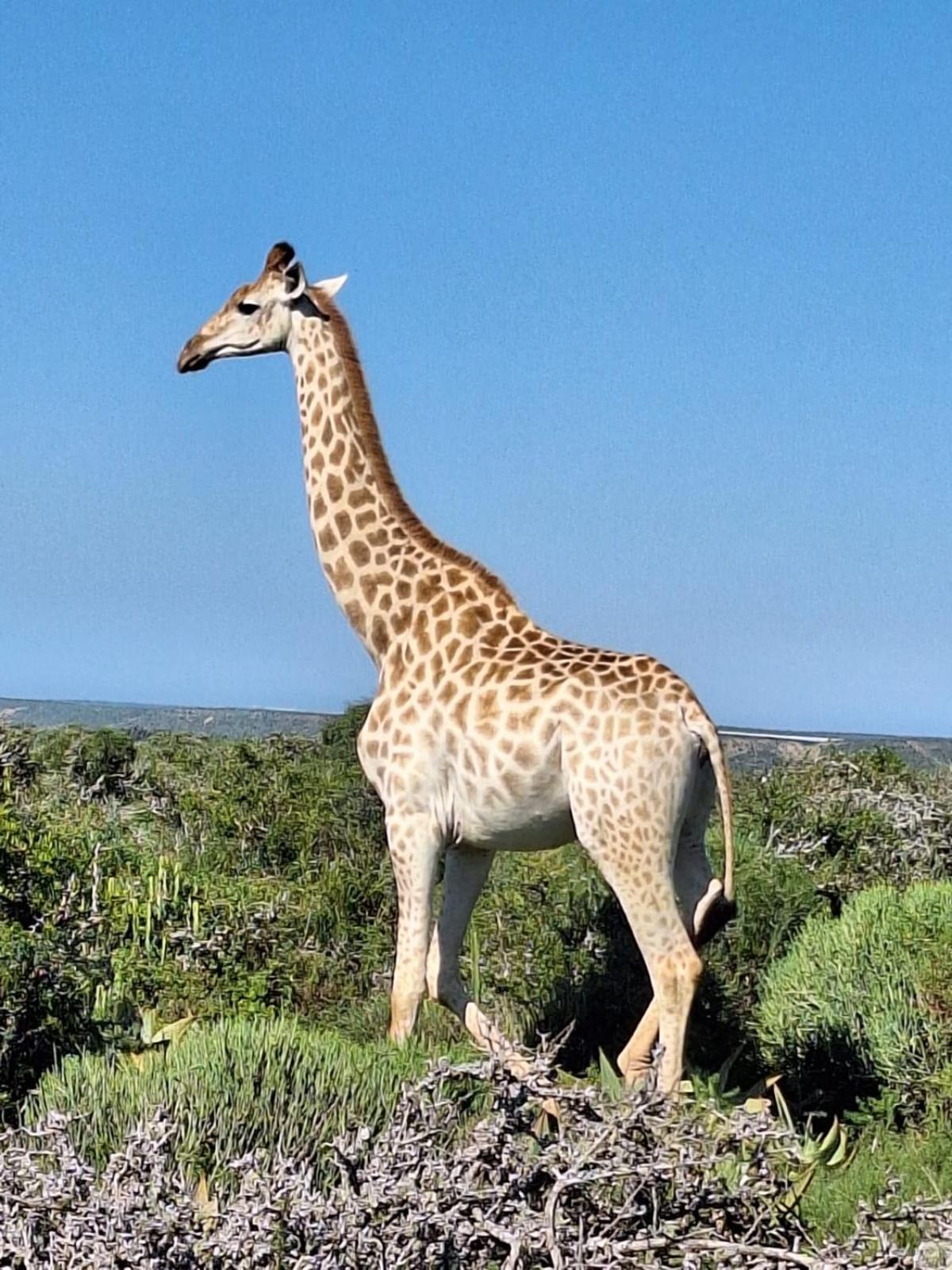 Kudu Ridge Game Lodge Адо Екстериор снимка