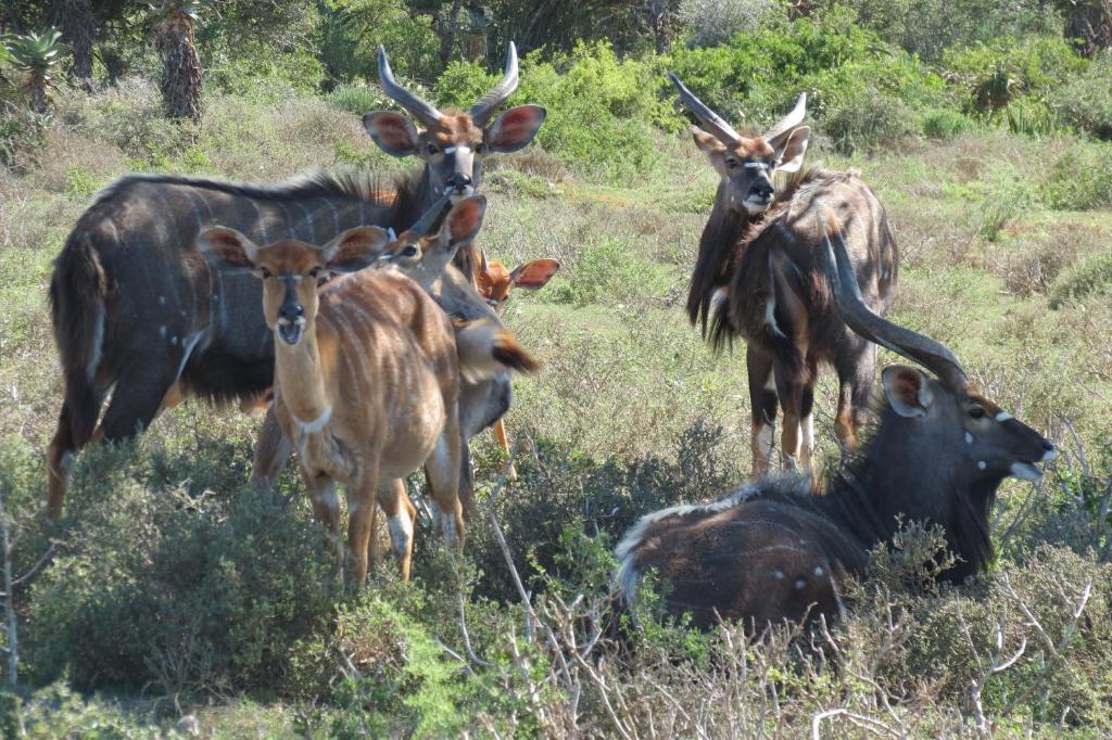 Kudu Ridge Game Lodge Адо Екстериор снимка
