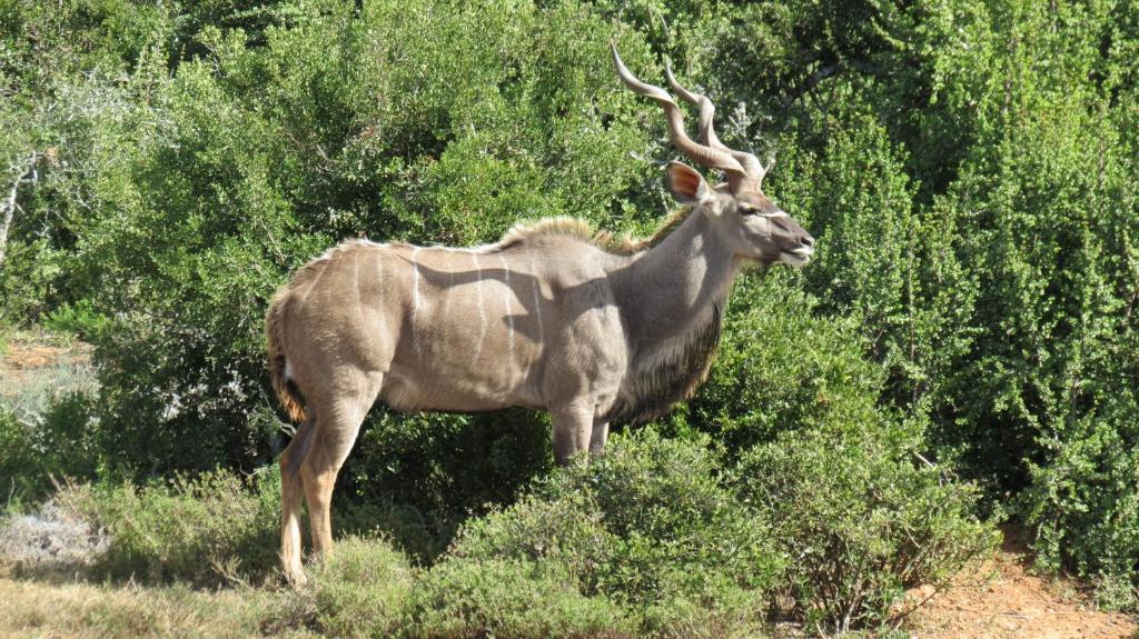 Kudu Ridge Game Lodge Адо Екстериор снимка