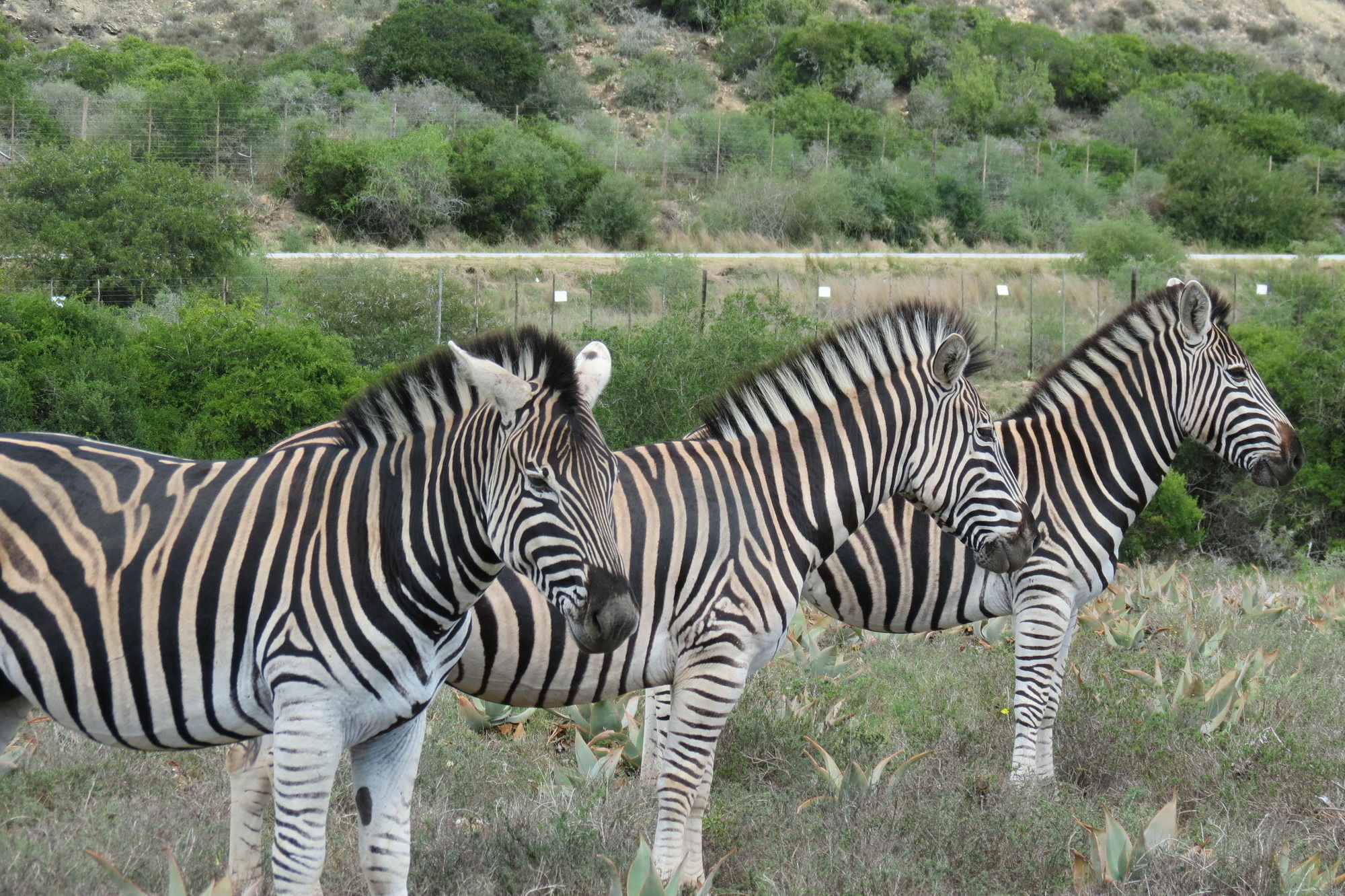 Kudu Ridge Game Lodge Адо Екстериор снимка